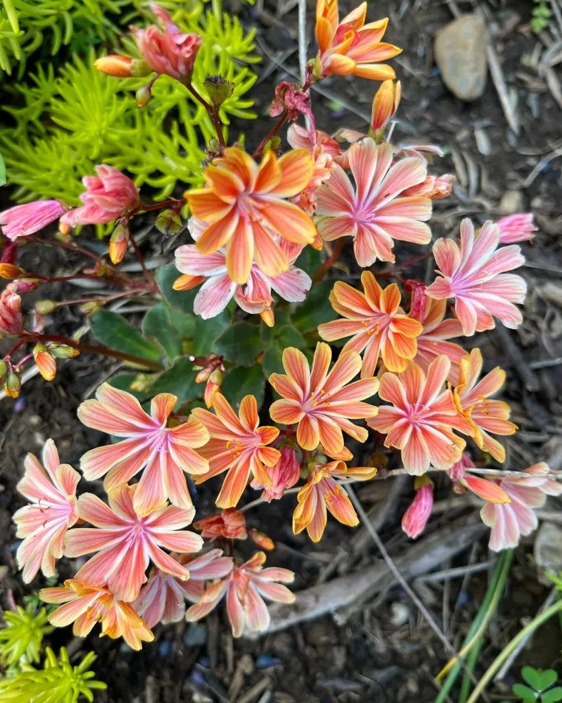 Lewisia Cotyledon Blumensamen zur Aussaat sonnenliebend Traditionssorte & ohne Gentechnik Samen Hausgarten
