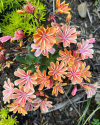 Lewisia Blumensamen zur Aussaat lang Blüte Saison Traditionssorte & ohne Gentechnik Samen Hausgarten