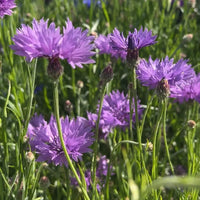 Lila Centaurea Blumensamen zur Aussaat – Halbschatten verträglich – Traditionssorte & ohne Gentechnik Samen Hausgarten