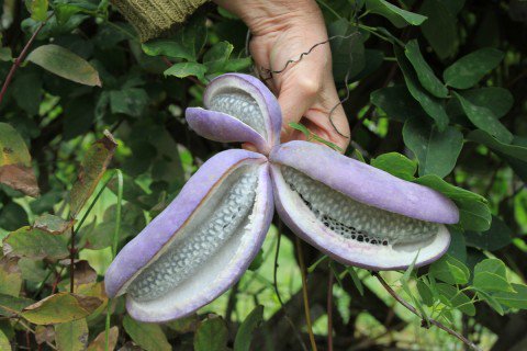 Akebia trifoliata Fruchtsamen für einfaches Anpflanzen