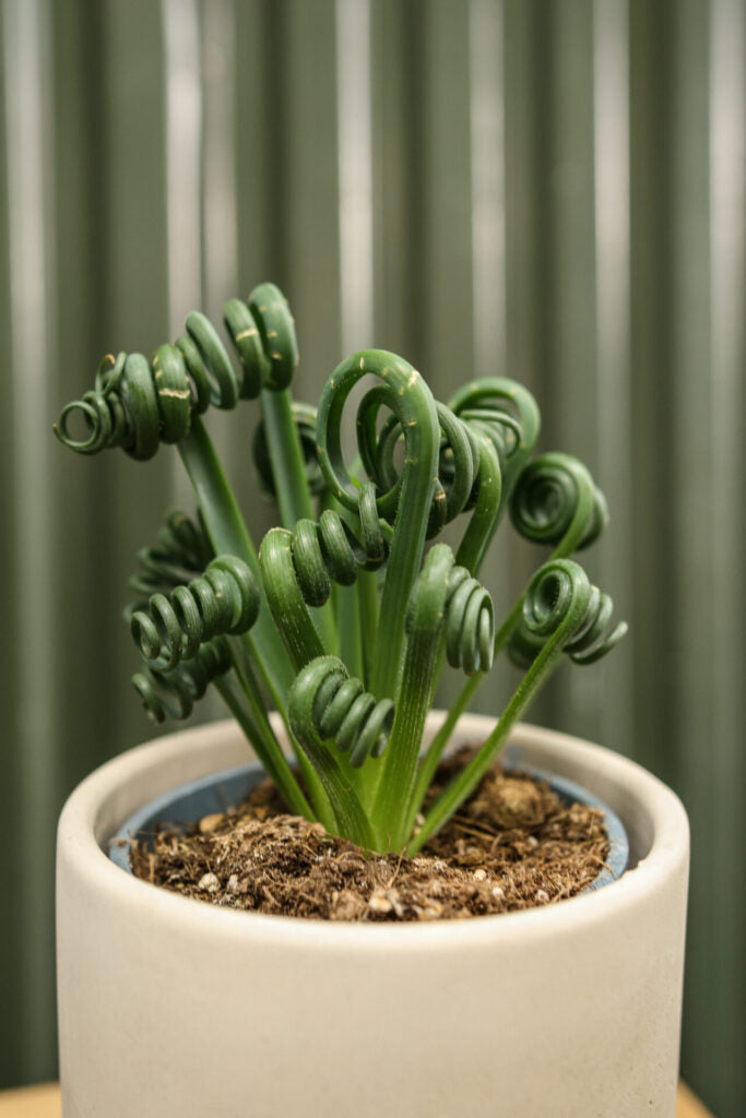 Spiralis Blumensamen zur Aussaat – sonnenliebend – Traditionssorte & ohne Gentechnik Samen Hausgarten