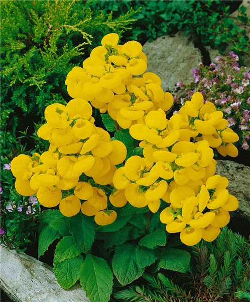 Calceolaria Blumensamen zur Aussaat – ideal Rabatten – Traditionssorte & ohne Gentechnik Samen Hausgarten