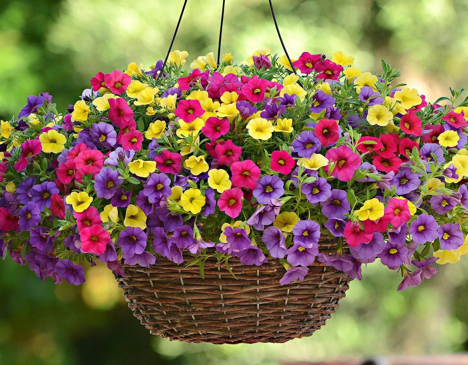 Traditionssorte Gemischt Calibrachoa Blumensamen zur Aussaat Garten beliebt Traditionssorte & ohne Gentechnik Samen Hausgarten