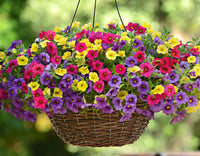 Traditionssorte Gemischt Calibrachoa Blumensamen zur Aussaat Garten beliebt Traditionssorte & ohne Gentechnik Samen Hausgarten