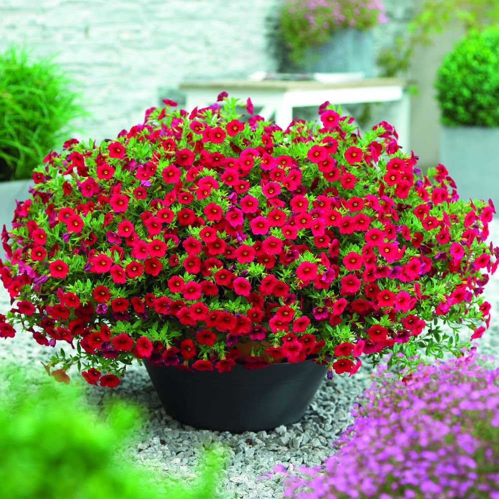 Calibrachoa (calibrachoa blume) samen for anpflanzung in home garten