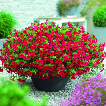 Calibrachoa (calibrachoa blume) samen for anpflanzung in home garten
