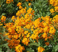 Orange Siberian WallFlower Samen zur Aussaat – Wildblume Mischung – Traditionssorte & ohne Gentechnik Samen Hausgarten