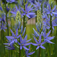 Blau Camas – Camassia Blumensamen zur Aussaat – Halbschatten verträglich – Traditionssorte & ohne Gentechnik Samen Hausgarten