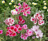 Godetia Blumensamen zur Aussaat robust Sorte Traditionssorte & ohne Gentechnik Samen Hausgarten