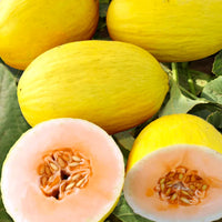 Crenshaw-Melone Fruchtsamen für einfaches Anpflanzen
