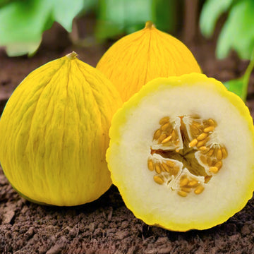 Casaba-Melonenreben Fruchtsamen für einfaches Anpflanzen