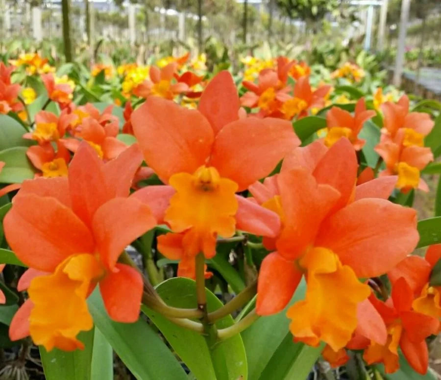 Orange Cattleya Hybrida Blumensamen zur Aussaat robust Sorte Traditionssorte & ohne Gentechnik Samen Hausgarten