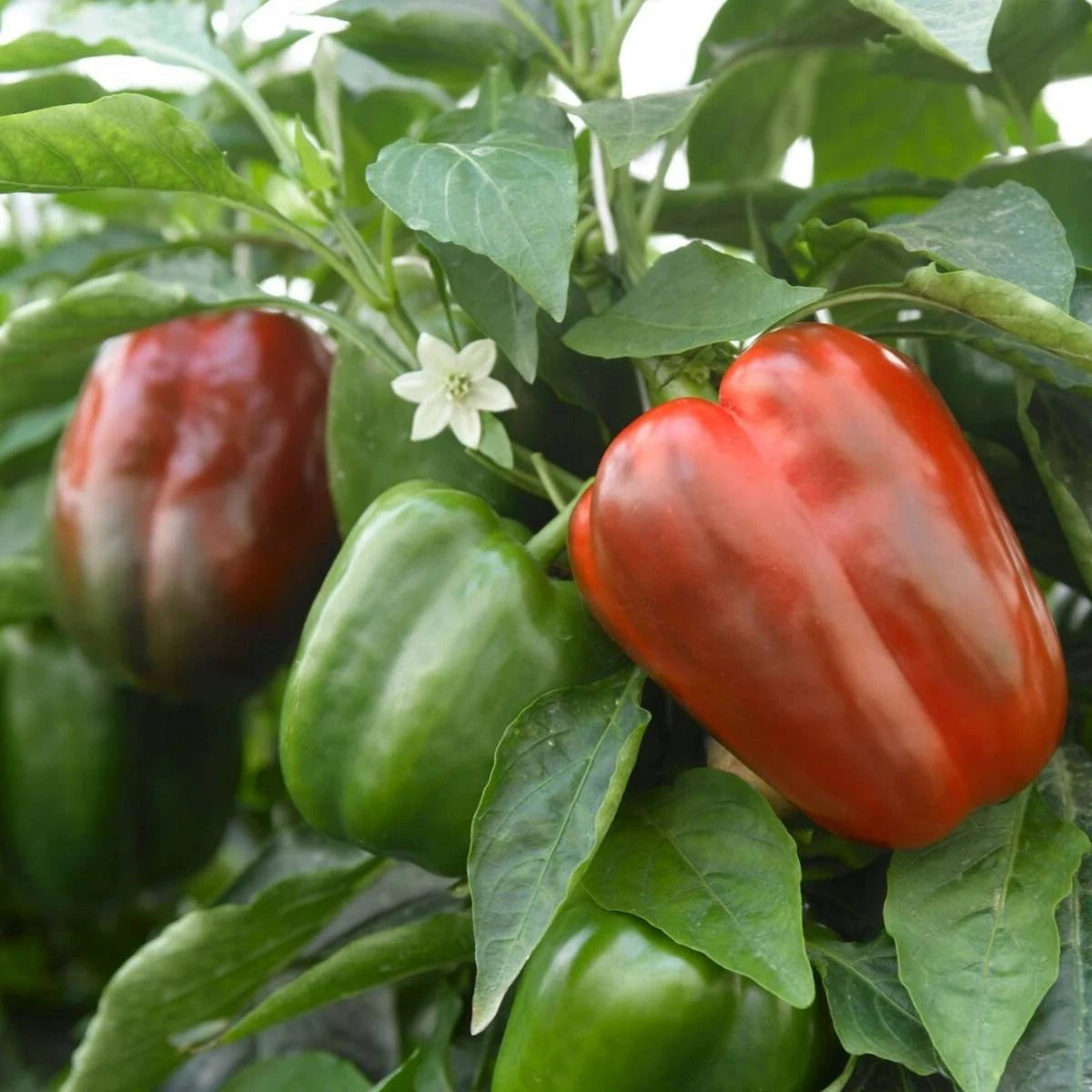 Melrose Pepperoni Capsicum annuum Pepper Samen zum Pflanzen in Gemüse Patch