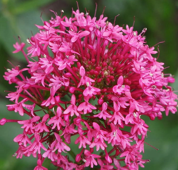 Centranthus Ruber Blumensamen zur Aussaat – leuchtend Blüten – Traditionssorte & ohne Gentechnik Samen Hausgarten