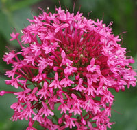 Centranthus Ruber Blumensamen zur Aussaat – leuchtend Blüten – Traditionssorte & ohne Gentechnik Samen Hausgarten