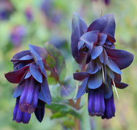 Blau Cerinthe Blumensamen zur Aussaat – Traditionssorte – ohne Gentechnik – kompakt Wuchs Garten Samen