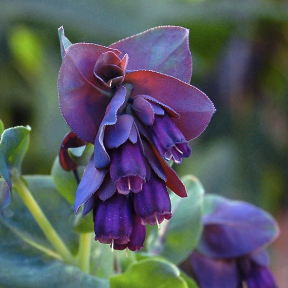 Blau Cerinthe Blumensamen zur Aussaat – Traditionssorte – ohne Gentechnik – kompakt Wuchs Garten Samen