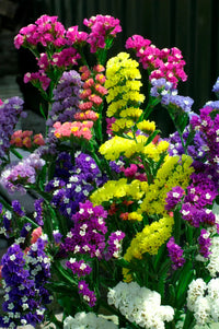 Statice (statice blume) samen for anpflanzung in home garten