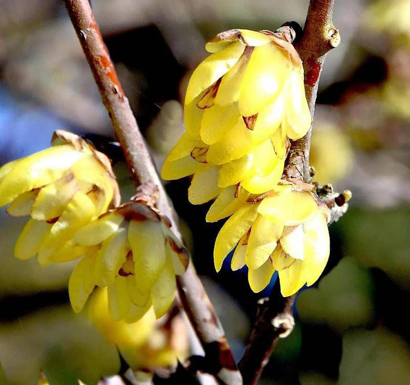Gelb Chimonanthus Blumensamen zur Aussaat – ideal Rabatten – Traditionssorte & ohne Gentechnik Samen Hausgarten