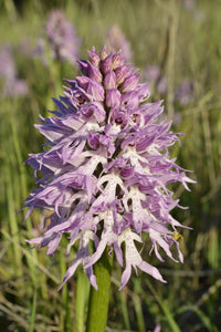 Orchis italica Blumensamen zur Aussaat farbenfroh Schau Traditionssorte & ohne Gentechnik Samen Hausgarten