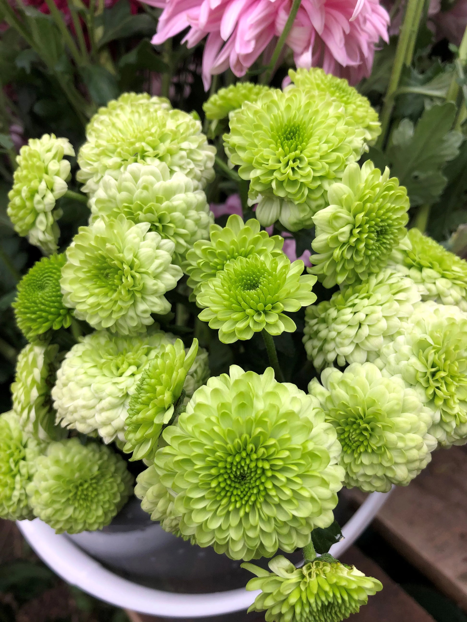 Grün Chrysantheme Blumensamen zur Aussaat robust Sorte Traditionssorte & ohne Gentechnik Samen Hausgarten