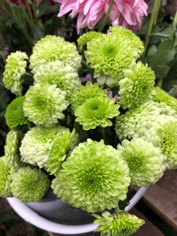 Grün Chrysantheme Blumensamen zur Aussaat robust Sorte Traditionssorte & ohne Gentechnik Samen Hausgarten
