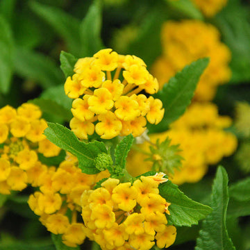 Light (light gelb) samen for anpflanzung in home garten