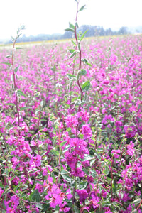 Lila elegant Clarkia Blumensamen zur Aussaat – duftend Blüten – Traditionssorte & ohne Gentechnik Samen Hausgarten