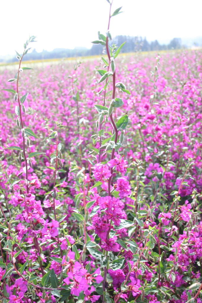 Lila elegant Clarkia Blumensamen zur Aussaat – duftend Blüten – Traditionssorte & ohne Gentechnik Samen Hausgarten