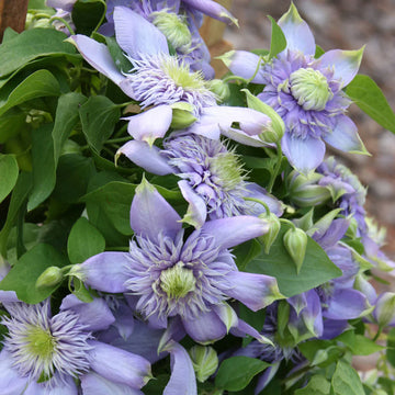 Violett Rot Waldrebe Blumensamen zur Aussaat leuchtend Blüten Traditionssorte & ohne Gentechnik Samen Hausgarten