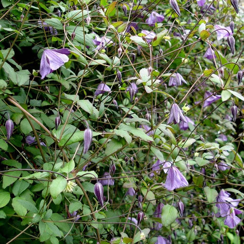 Violett Viticella Blumensamen zur Aussaat – Schnitt Blume beliebt – Traditionssorte & ohne Gentechnik Samen Hausgarten