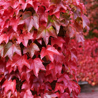 Boston Ivy Vine Virginia Creeper Parthenocissus tricuspidata kletternd Samen Blumensamen zur Aussaat – leuchtend Blüten – Traditionssorte & ohne Gentechnik Samen Hausgarten