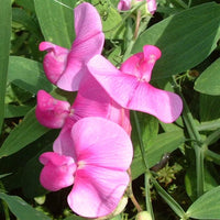 Lathyrus Latifolius Blumensamen zur Aussaat – saisonal Dauerblüher – Traditionssorte & ohne Gentechnik Samen Hausgarten