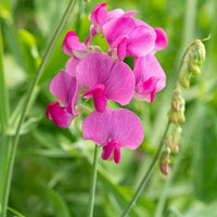 Wicke Blumensamen Aussaat – Samen elegant Blüten und duftend Vines Garten
