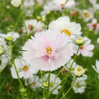 Cosmos Cupcakes Blumensamen zur Aussaat Bestäuber freundlich Traditionssorte & ohne Gentechnik Samen Hausgarten