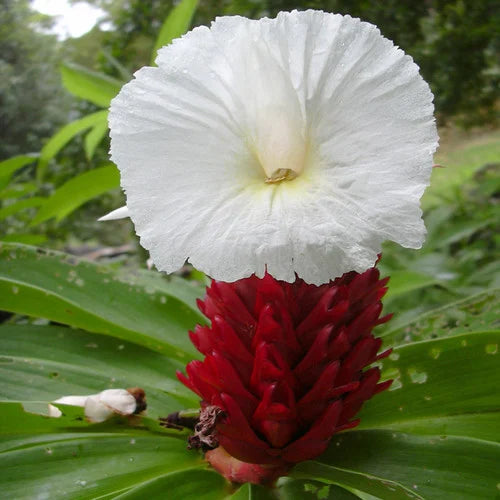 Costus Speciosus Blumensamen zur Aussaat kompakt Wuchs Traditionssorte & ohne Gentechnik Samen Hausgarten