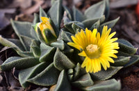 Gelb Nananthus Blumensamen zur Aussaat Bestäuber freundlich Traditionssorte & ohne Gentechnik Samen Hausgarten