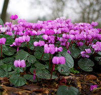 Violett Alpenveilchen Blumensamen zur Aussaat Drought verträglich Traditionssorte & ohne Gentechnik Samen Hausgarten