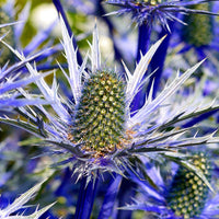Blau Holly Blumensamen zur Aussaat – Landhaus Garten wichtig – Traditionssorte & ohne Gentechnik Samen Hausgarten