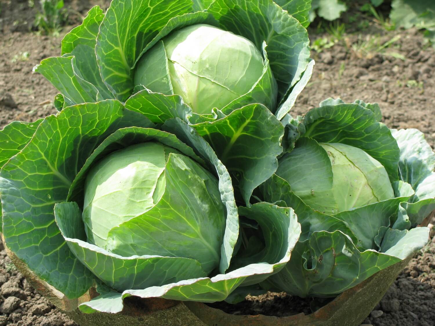 Macaroni Samen zum Pflanzen Brassica Oleracea vegetable patch school garden