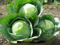 Macaroni Samen zum Pflanzen Brassica Oleracea vegetable patch school garden