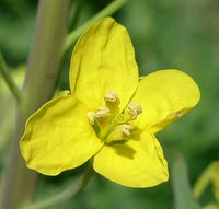 hell Gelb Brassica Oleracea Blumensamen zur Aussaat sonnenliebend Traditionssorte & ohne Gentechnik Samen Hausgarten