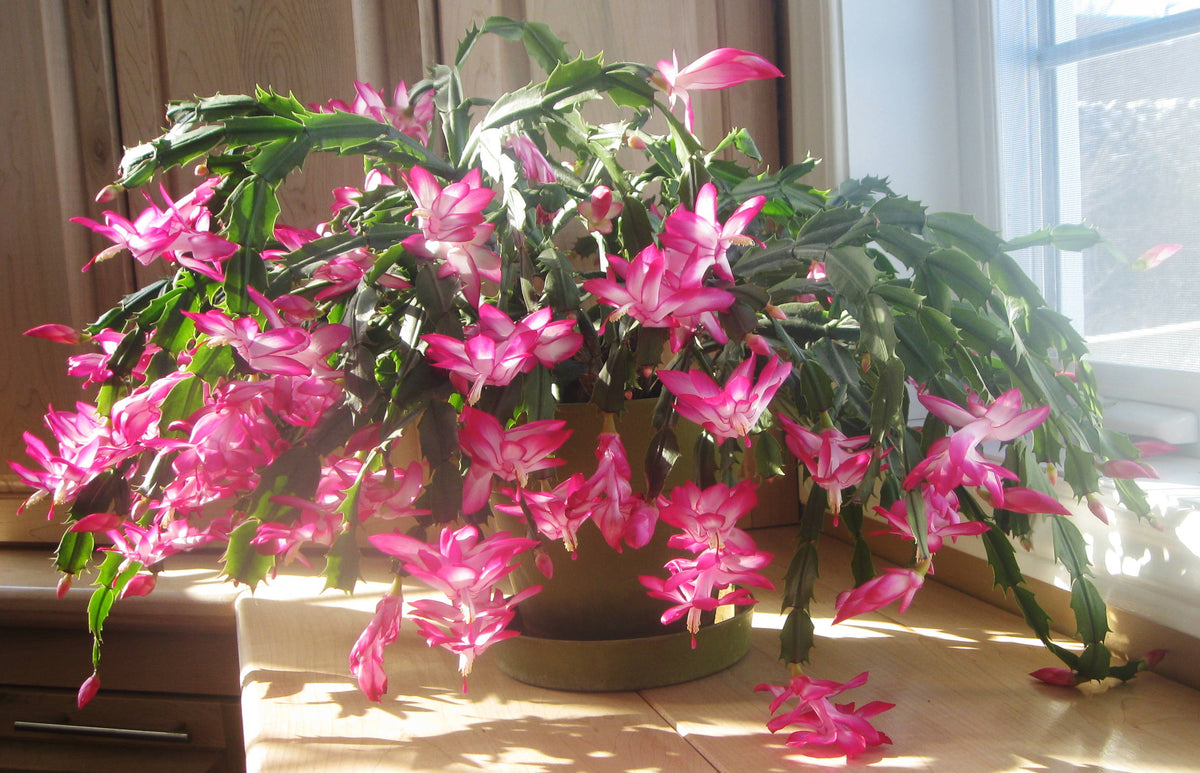 Rosy (rosy schlumbergera) samen for anpflanzung in home garten