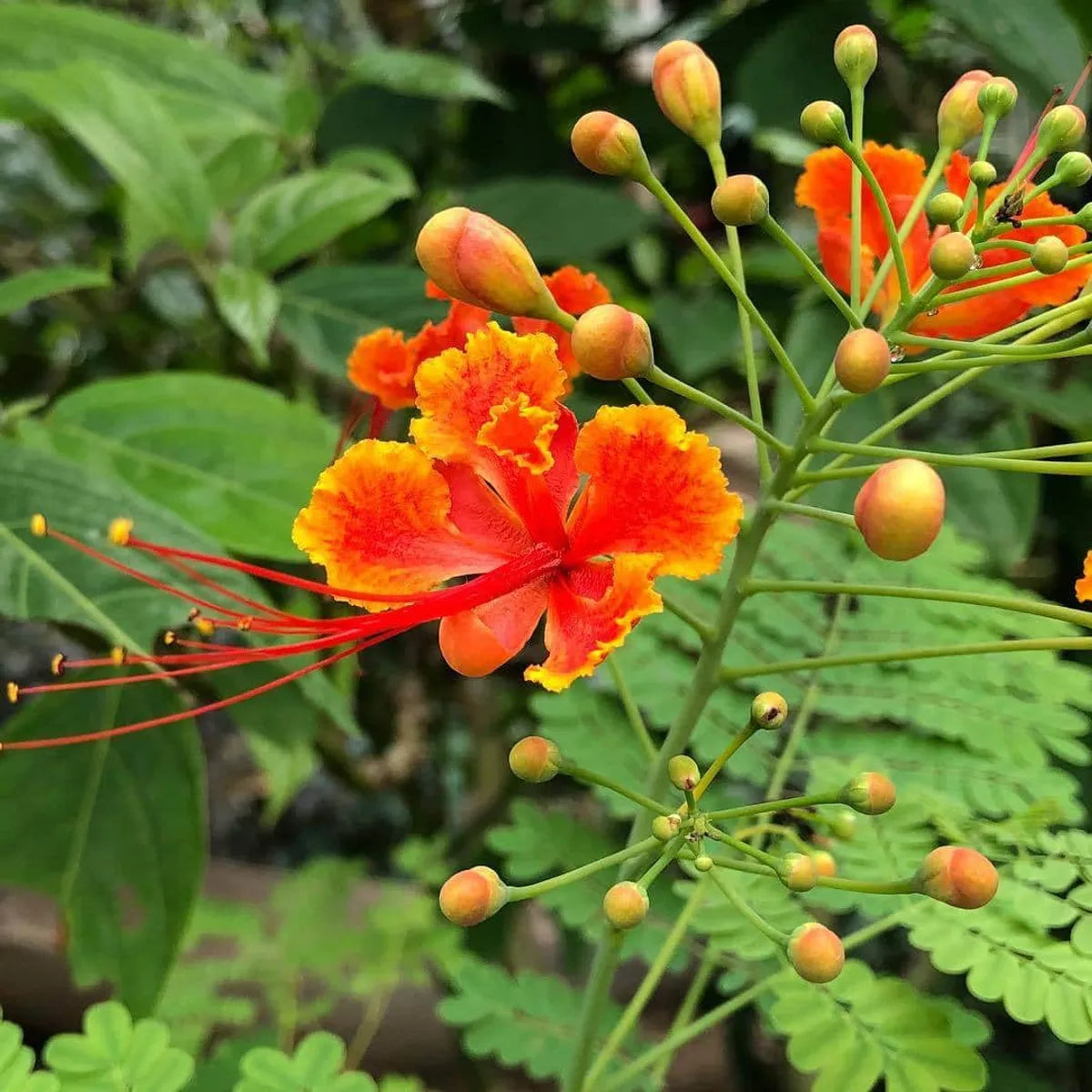 Caesalpinia Blumensamen zur Aussaat farbenfroh Schau Traditionssorte & ohne Gentechnik Samen Hausgarten