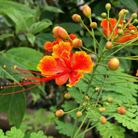 Caesalpinia Blumensamen zur Aussaat farbenfroh Schau Traditionssorte & ohne Gentechnik Samen Hausgarten