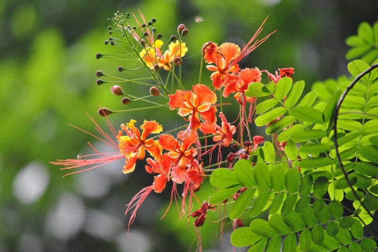 Caesalpinia Blumensamen zur Aussaat Landhaus Garten wichtig Traditionssorte & ohne Gentechnik Samen Hausgarten