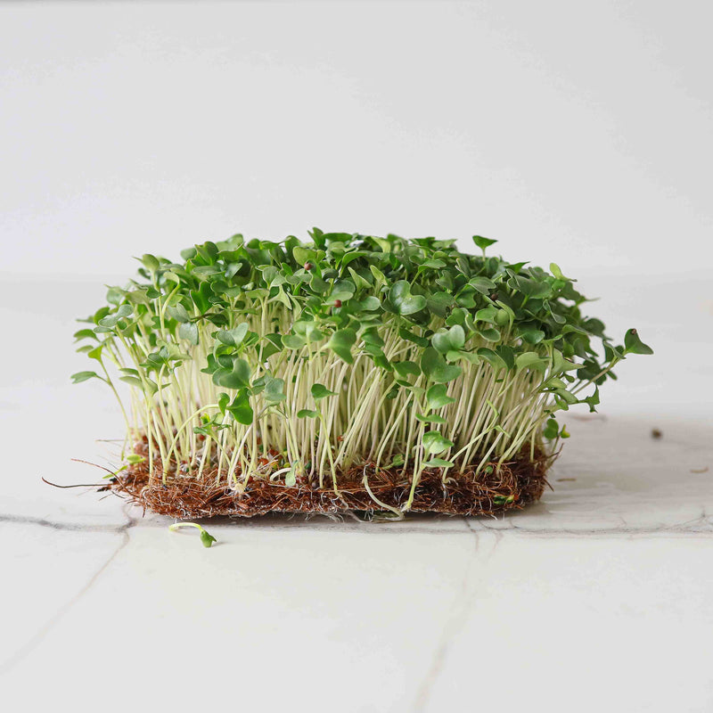 Semi di microgreens nutrienti da piantare