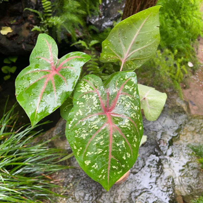 Bicolor Blumensamen zur Aussaat