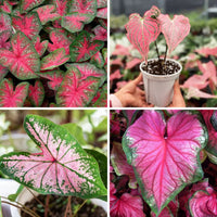Caladium Blumensamen zur Aussaat Landhaus Garten wichtig Traditionssorte & ohne Gentechnik Samen Hausgarten