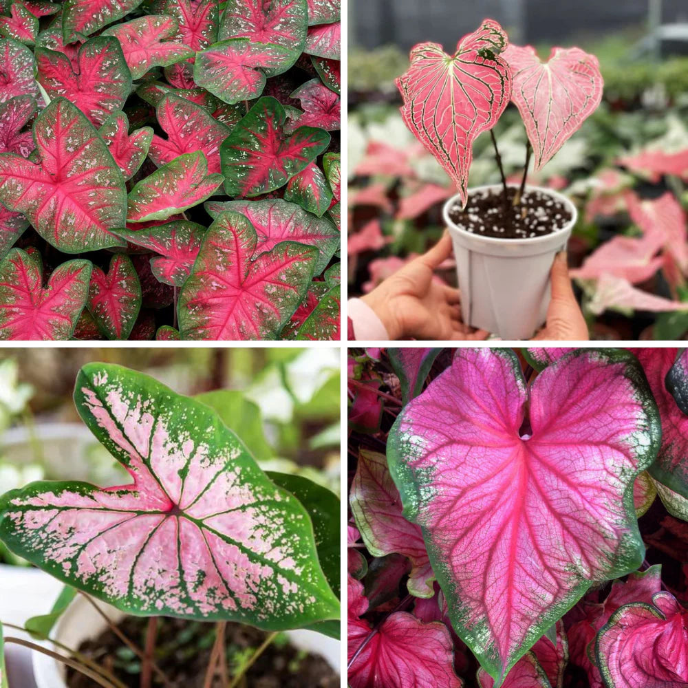 Caladium Leaf Blumensamen zur Aussaat – Landhaus Garten wichtig – Traditionssorte & ohne Gentechnik Samen Hausgarten